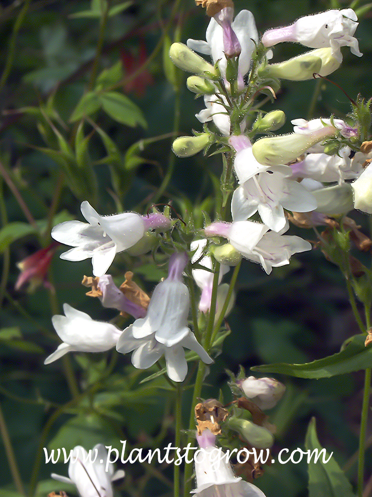 Foxglove Penstemon (Penstemon digitalis)